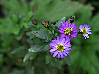 Aster ageratoides syn. Aster trinervus