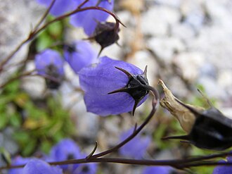 Campanula cochlearifolia 'Bavaria Blue'