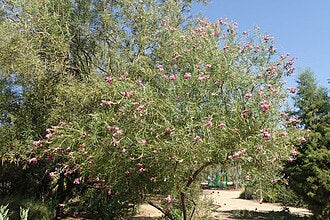 Chilopsis linearis