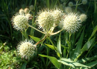 Eryngium  yuccifolium