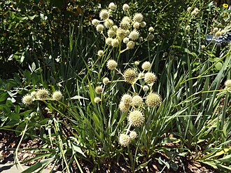 Eryngium  yuccifolium