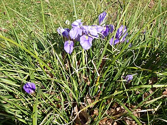 Iris unguicularis