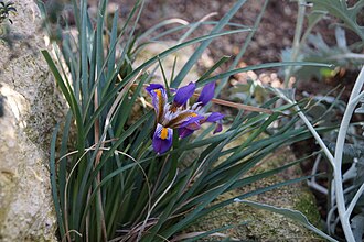 Iris unguicularis cretensis