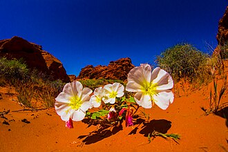 Oenothera caespitosa