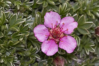 Potentilla nitida