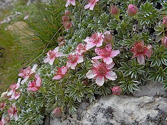 Potentilla nitida