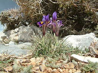 Iris unguicularis cretensis
