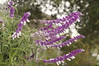 Salvia leucantha