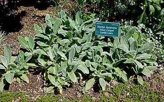 Stachys byzantina 'Silver carpet'