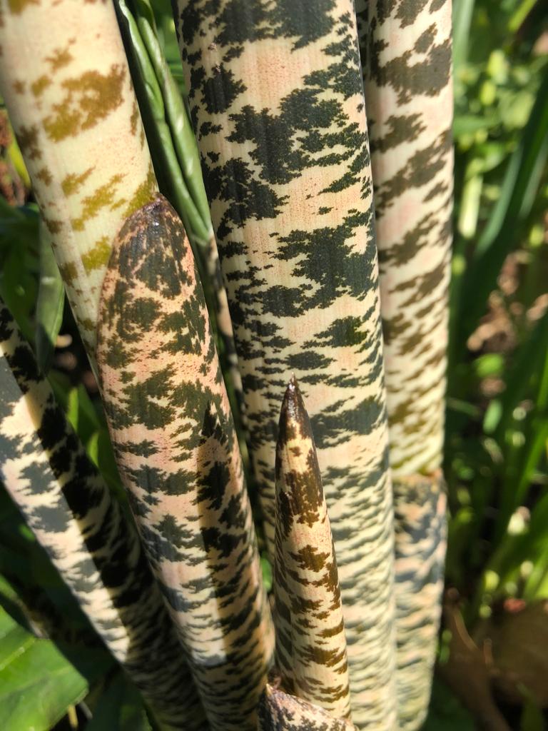 Dracunculus vulgaris