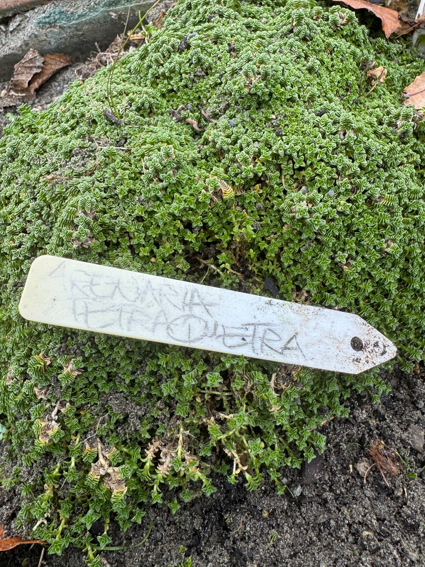 Arenaria tetraquetra