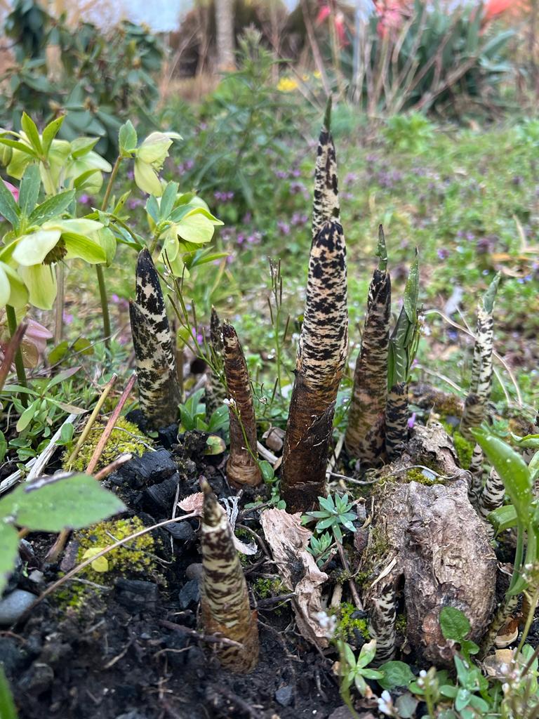 Dracunculus vulgaris