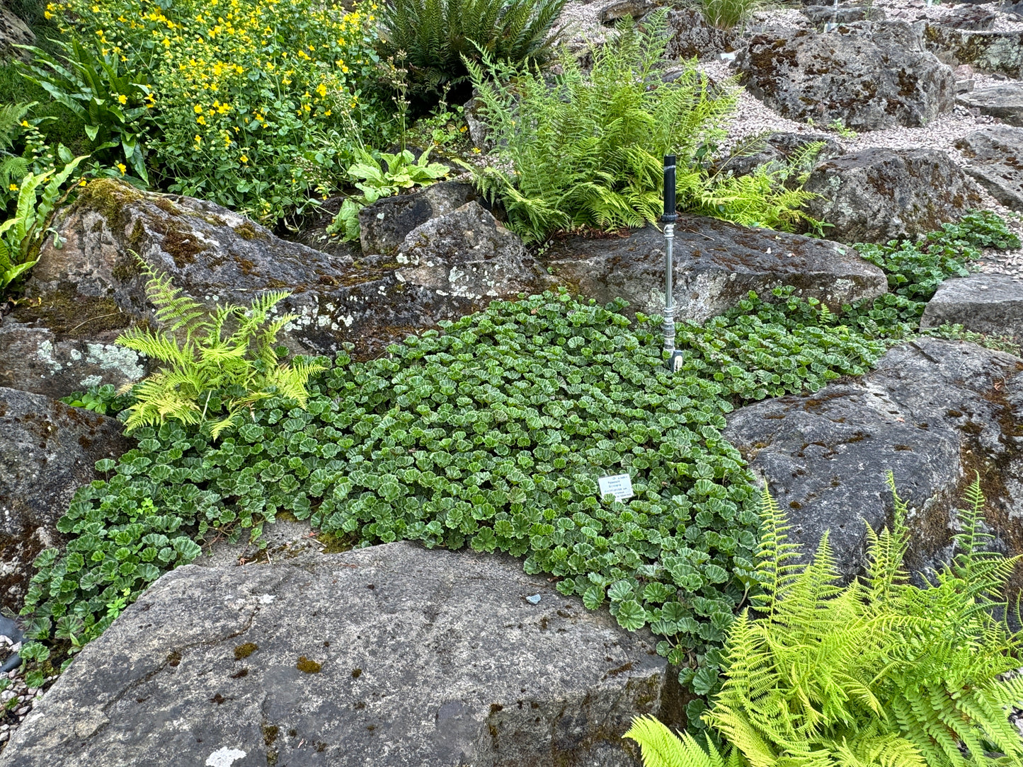 Gunnera magellanica