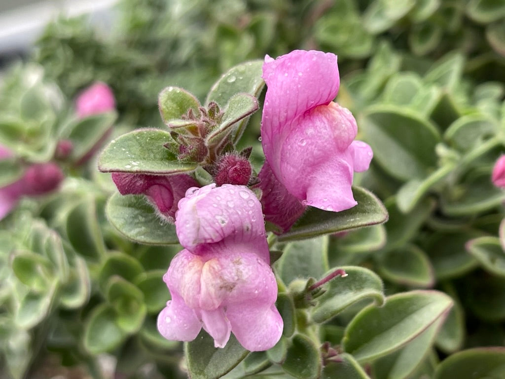 Antirrhinum hispanicum roseum