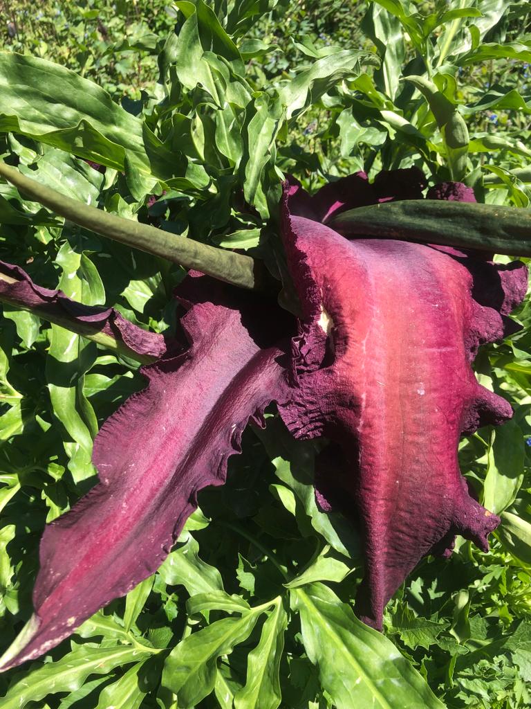 Dracunculus vulgaris