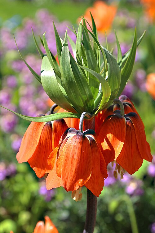 Fritillaria imperialis orange