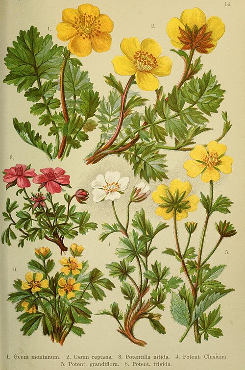 Potentilla nitida