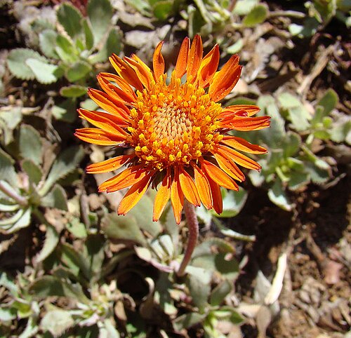 Haplopappus macrocephalus 