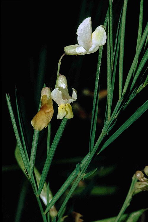 Lathyrus pannanotica