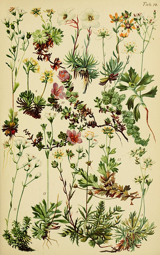 Saxifraga burseriana