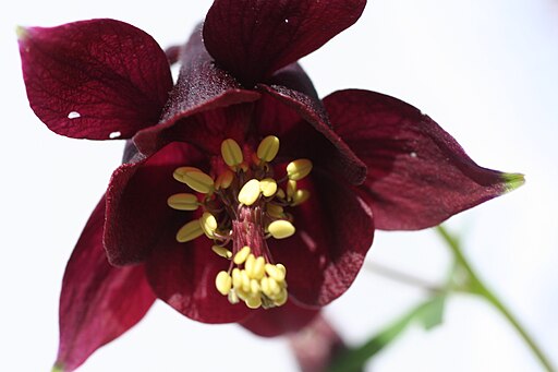 Aquilegia atrata my own attribution