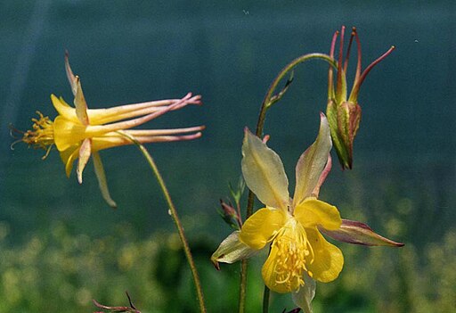 Aquilegia chaplinei - my own attribution
