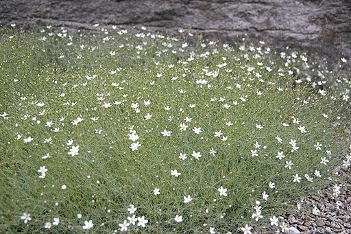 Arenaria ledebouriana