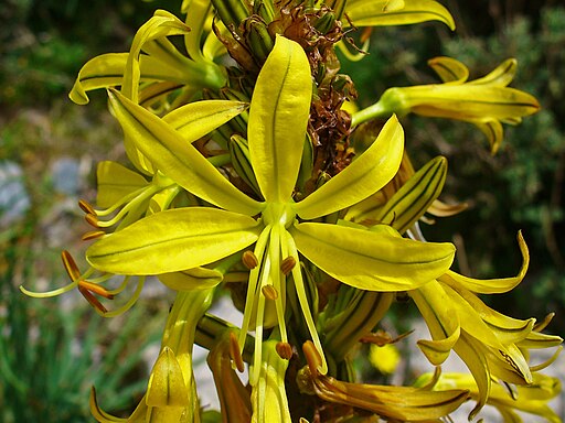 Asphodeline  lutea