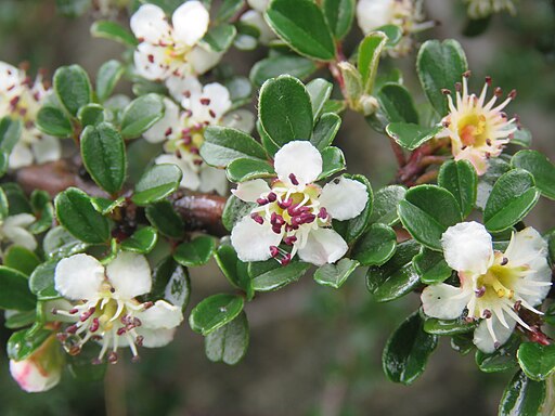 Cotoneaster microphyllus