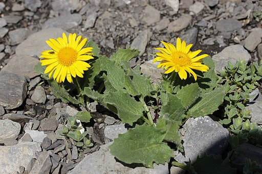 Doronicum grandiflorum