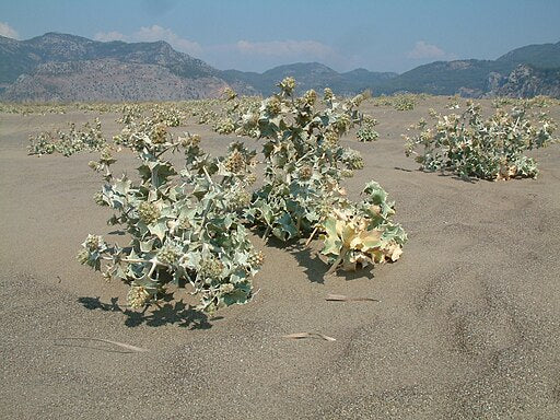 Eryngium maritimum 