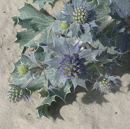 Eryngium maritimum 