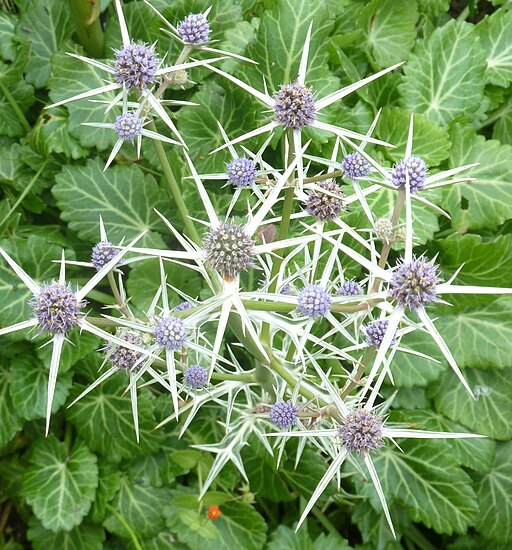 Eryngium variifolium 