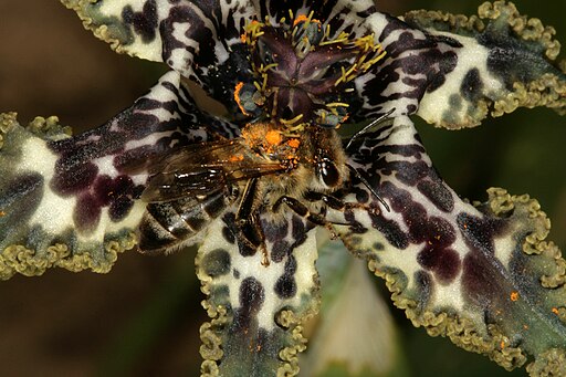 Ferraria crispa synonym: F. undulata