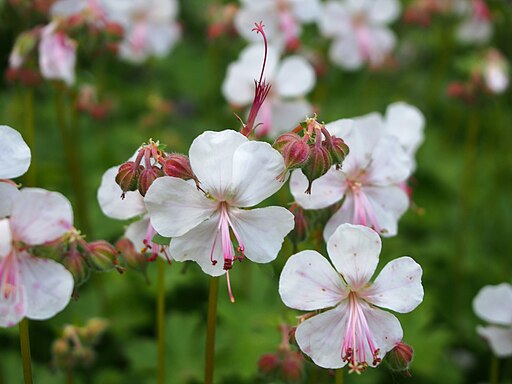 Geranium x cantabrigiense