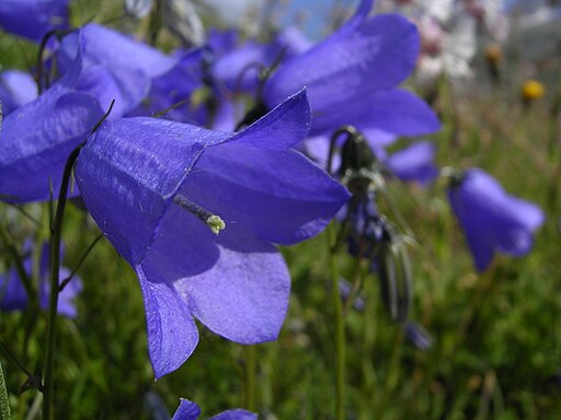 Campanula  scheuchzeri