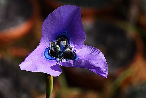 Moreae gigandra