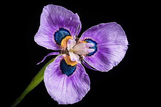Moraea tulbaghensis