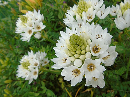 Ornithogalum thyrsoides