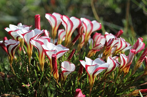 Oxalis versicolor