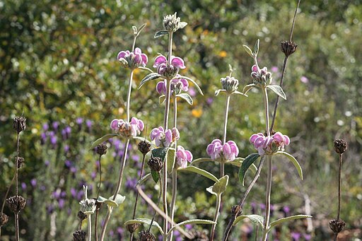 Phlomis purpurea