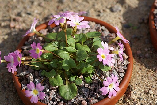Primula clarkei