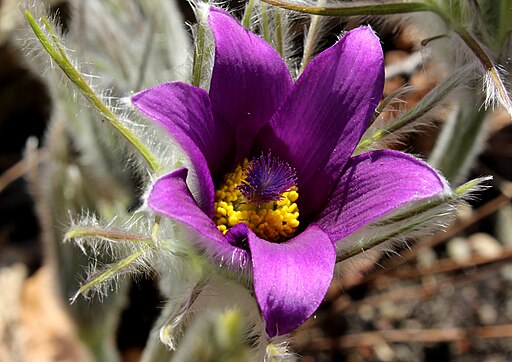 Pulsatilla hallerii