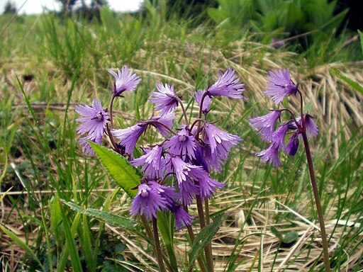 Soldanella carpatica