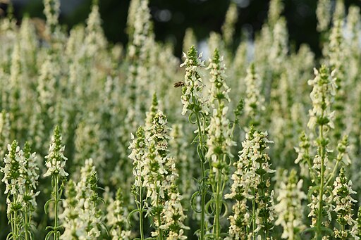 Stachys recta grandiflora