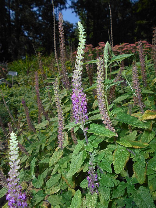 Teucrium hircanicum