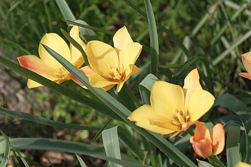 Tulipa linifolia (Batalinii Group). Rock species tulip 'Apricot Jewel'