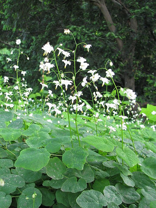 Vancouveria hexandra