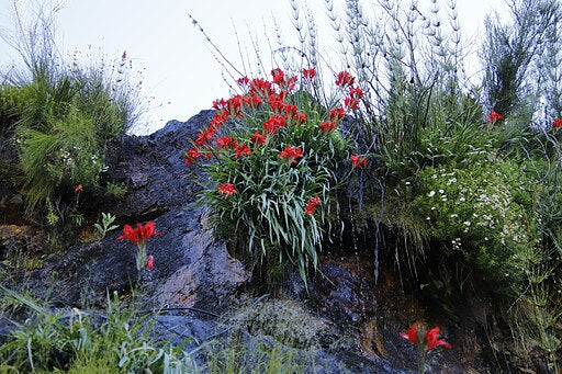 Gladiolus cardinalis