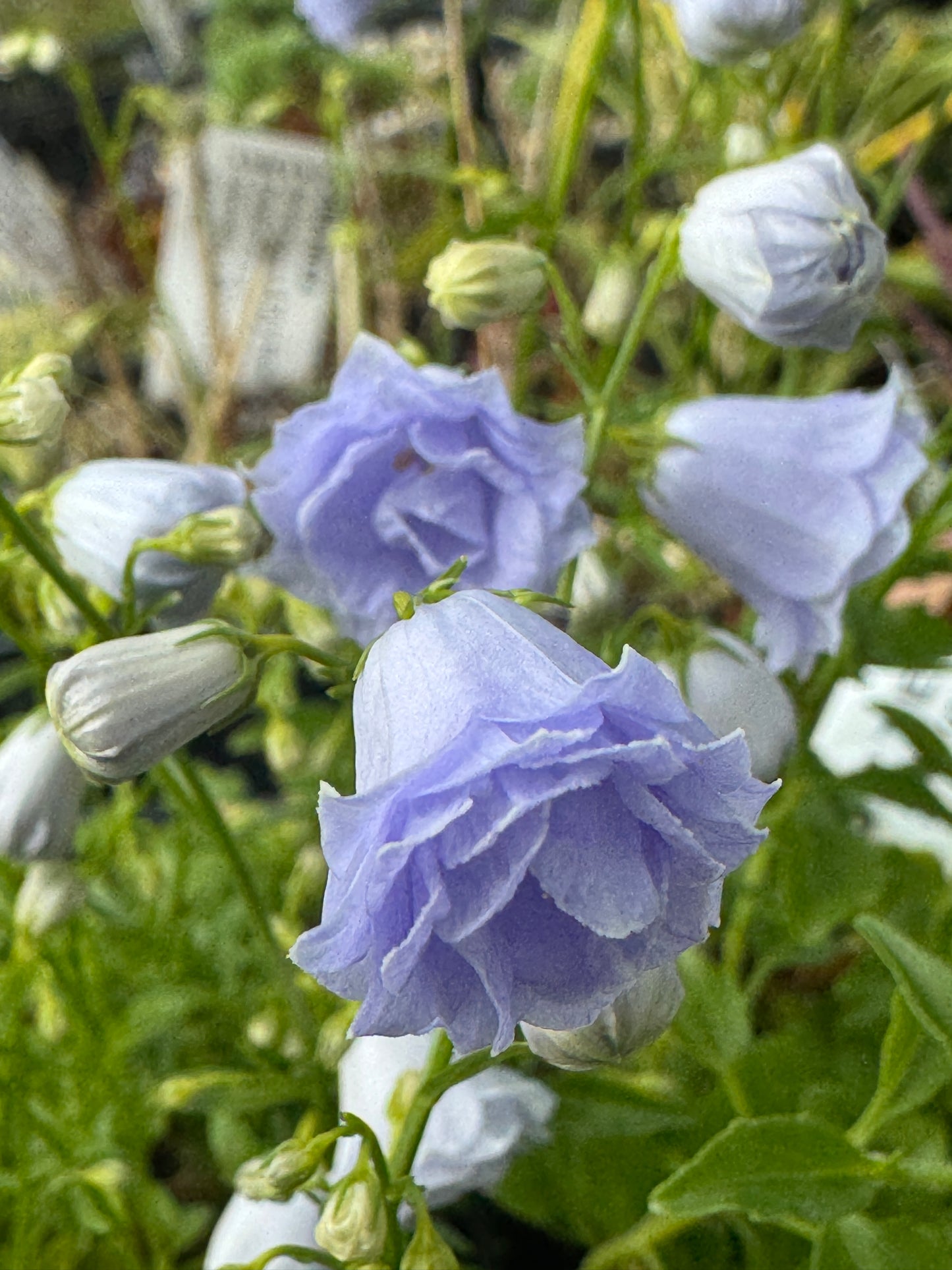 Campanula cochlearifolia 'Elizabeth Oliver'